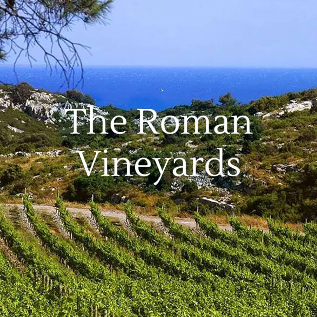 Roman vineyards