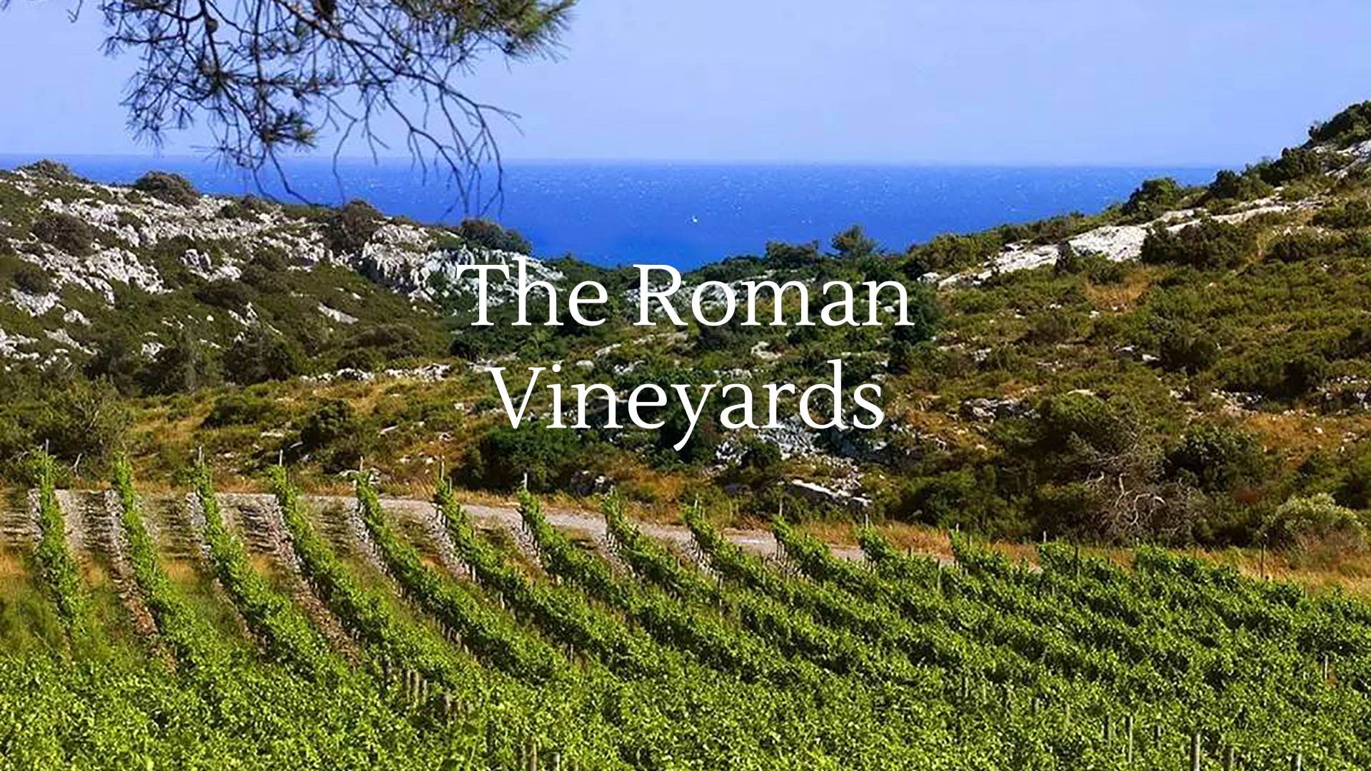 Roman vineyards
